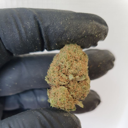 Fleur CBD - LOS ANGELES AMNESIA 2.0