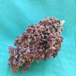 Fleur CBD - Purple haze